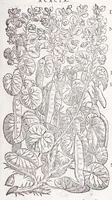 An illustration from Petri Andreae Matthioli senensis, medici, Compendium de plantis omnibus, vnà cum earum iconibus, de quibus scripsit suis in commentariis in Dioscoridem editis, in eorum studiosorum commodum, atque vsum; : qui plantis conquirendis, ac indagandis student : accessit praeterea ad calcem opusculum de itinere, quo è Verona in Baldum montem plantarum refertissimum itur; iisdem studiosis vtilissimum : Francisco Calceolario pharmacopaeo Veronensi auctore : quae quàm sint studiosae prosutura : ex epistolis in huiusce operis initio editis, facile patebit (1571)