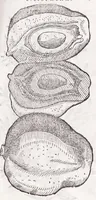 An illustration from Petri Andreae Matthioli senensis, medici, Compendium de plantis omnibus, vnà cum earum iconibus, de quibus scripsit suis in commentariis in Dioscoridem editis, in eorum studiosorum commodum, atque vsum; : qui plantis conquirendis, ac indagandis student : accessit praeterea ad calcem opusculum de itinere, quo è Verona in Baldum montem plantarum refertissimum itur; iisdem studiosis vtilissimum : Francisco Calceolario pharmacopaeo Veronensi auctore : quae quàm sint studiosae prosutura : ex epistolis in huiusce operis initio editis, facile patebit (1571)