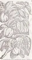 Picture 7 of 36 from Petri Andreae Matthioli senensis, medici, Compendium de plantis omnibus, vnà cum earum iconibus, de quibus scripsit suis in commentariis in Dioscoridem editis, in eorum studiosorum commodum, atque vsum; : qui plantis conquirendis, ac indagandis student : accessit praeterea ad calcem opusculum de itinere, quo è Verona in Baldum montem plantarum refertissimum itur; iisdem studiosis vtilissimum : Francisco Calceolario pharmacopaeo Veronensi auctore : quae quàm sint studiosae prosutura : ex epistolis in huiusce operis initio editis, facile patebit (1571), leaf 143
