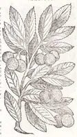 Picture 8 of 36 from Petri Andreae Matthioli senensis, medici, Compendium de plantis omnibus, vnà cum earum iconibus, de quibus scripsit suis in commentariis in Dioscoridem editis, in eorum studiosorum commodum, atque vsum; : qui plantis conquirendis, ac indagandis student : accessit praeterea ad calcem opusculum de itinere, quo è Verona in Baldum montem plantarum refertissimum itur; iisdem studiosis vtilissimum : Francisco Calceolario pharmacopaeo Veronensi auctore : quae quàm sint studiosae prosutura : ex epistolis in huiusce operis initio editis, facile patebit (1571), leaf 166