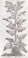 An illustration from Petri Andreae Matthioli senensis, medici, Compendium de plantis omnibus, vnà cum earum iconibus, de quibus scripsit suis in commentariis in Dioscoridem editis, in eorum studiosorum commodum, atque vsum; : qui plantis conquirendis, ac indagandis student : accessit praeterea ad calcem opusculum de itinere, quo è Verona in Baldum montem plantarum refertissimum itur; iisdem studiosis vtilissimum : Francisco Calceolario pharmacopaeo Veronensi auctore : quae quàm sint studiosae prosutura : ex epistolis in huiusce operis initio editis, facile patebit (1571)