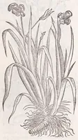 An illustration from Petri Andreae Matthioli senensis, medici, Compendium de plantis omnibus, vnà cum earum iconibus, de quibus scripsit suis in commentariis in Dioscoridem editis, in eorum studiosorum commodum, atque vsum; : qui plantis conquirendis, ac indagandis student : accessit praeterea ad calcem opusculum de itinere, quo è Verona in Baldum montem plantarum refertissimum itur; iisdem studiosis vtilissimum : Francisco Calceolario pharmacopaeo Veronensi auctore : quae quàm sint studiosae prosutura : ex epistolis in huiusce operis initio editis, facile patebit (1571)