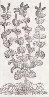 An illustration from Petri Andreae Matthioli senensis, medici, Compendium de plantis omnibus, vnà cum earum iconibus, de quibus scripsit suis in commentariis in Dioscoridem editis, in eorum studiosorum commodum, atque vsum; : qui plantis conquirendis, ac indagandis student : accessit praeterea ad calcem opusculum de itinere, quo è Verona in Baldum montem plantarum refertissimum itur; iisdem studiosis vtilissimum : Francisco Calceolario pharmacopaeo Veronensi auctore : quae quàm sint studiosae prosutura : ex epistolis in huiusce operis initio editis, facile patebit (1571)