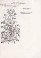 An illustration from Petri Andreae Matthioli senensis, medici, Compendium de plantis omnibus, vnà cum earum iconibus, de quibus scripsit suis in commentariis in Dioscoridem editis, in eorum studiosorum commodum, atque vsum; : qui plantis conquirendis, ac indagandis student : accessit praeterea ad calcem opusculum de itinere, quo è Verona in Baldum montem plantarum refertissimum itur; iisdem studiosis vtilissimum : Francisco Calceolario pharmacopaeo Veronensi auctore : quae quàm sint studiosae prosutura : ex epistolis in huiusce operis initio editis, facile patebit (1571)