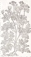 Picture 12 of 36 from Petri Andreae Matthioli senensis, medici, Compendium de plantis omnibus, vnà cum earum iconibus, de quibus scripsit suis in commentariis in Dioscoridem editis, in eorum studiosorum commodum, atque vsum; : qui plantis conquirendis, ac indagandis student : accessit praeterea ad calcem opusculum de itinere, quo è Verona in Baldum montem plantarum refertissimum itur; iisdem studiosis vtilissimum : Francisco Calceolario pharmacopaeo Veronensi auctore : quae quàm sint studiosae prosutura : ex epistolis in huiusce operis initio editis, facile patebit (1571), leaf 296
