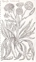 Picture 13 of 36 from Petri Andreae Matthioli senensis, medici, Compendium de plantis omnibus, vnà cum earum iconibus, de quibus scripsit suis in commentariis in Dioscoridem editis, in eorum studiosorum commodum, atque vsum; : qui plantis conquirendis, ac indagandis student : accessit praeterea ad calcem opusculum de itinere, quo è Verona in Baldum montem plantarum refertissimum itur; iisdem studiosis vtilissimum : Francisco Calceolario pharmacopaeo Veronensi auctore : quae quàm sint studiosae prosutura : ex epistolis in huiusce operis initio editis, facile patebit (1571), leaf 308