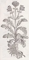 An illustration from Petri Andreae Matthioli senensis, medici, Compendium de plantis omnibus, vnà cum earum iconibus, de quibus scripsit suis in commentariis in Dioscoridem editis, in eorum studiosorum commodum, atque vsum; : qui plantis conquirendis, ac indagandis student : accessit praeterea ad calcem opusculum de itinere, quo è Verona in Baldum montem plantarum refertissimum itur; iisdem studiosis vtilissimum : Francisco Calceolario pharmacopaeo Veronensi auctore : quae quàm sint studiosae prosutura : ex epistolis in huiusce operis initio editis, facile patebit (1571)