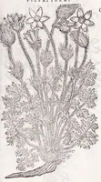 Picture 14 of 36 from Petri Andreae Matthioli senensis, medici, Compendium de plantis omnibus, vnà cum earum iconibus, de quibus scripsit suis in commentariis in Dioscoridem editis, in eorum studiosorum commodum, atque vsum; : qui plantis conquirendis, ac indagandis student : accessit praeterea ad calcem opusculum de itinere, quo è Verona in Baldum montem plantarum refertissimum itur; iisdem studiosis vtilissimum : Francisco Calceolario pharmacopaeo Veronensi auctore : quae quàm sint studiosae prosutura : ex epistolis in huiusce operis initio editis, facile patebit (1571), leaf 379