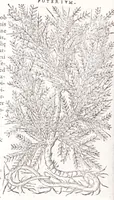 Picture 15 of 36 from Petri Andreae Matthioli senensis, medici, Compendium de plantis omnibus, vnà cum earum iconibus, de quibus scripsit suis in commentariis in Dioscoridem editis, in eorum studiosorum commodum, atque vsum; : qui plantis conquirendis, ac indagandis student : accessit praeterea ad calcem opusculum de itinere, quo è Verona in Baldum montem plantarum refertissimum itur; iisdem studiosis vtilissimum : Francisco Calceolario pharmacopaeo Veronensi auctore : quae quàm sint studiosae prosutura : ex epistolis in huiusce operis initio editis, facile patebit (1571), leaf 414