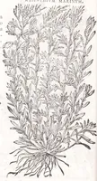 Picture 16 of 36 from Petri Andreae Matthioli senensis, medici, Compendium de plantis omnibus, vnà cum earum iconibus, de quibus scripsit suis in commentariis in Dioscoridem editis, in eorum studiosorum commodum, atque vsum; : qui plantis conquirendis, ac indagandis student : accessit praeterea ad calcem opusculum de itinere, quo è Verona in Baldum montem plantarum refertissimum itur; iisdem studiosis vtilissimum : Francisco Calceolario pharmacopaeo Veronensi auctore : quae quàm sint studiosae prosutura : ex epistolis in huiusce operis initio editis, facile patebit (1571), leaf 426