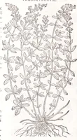 Picture 17 of 36 from Petri Andreae Matthioli senensis, medici, Compendium de plantis omnibus, vnà cum earum iconibus, de quibus scripsit suis in commentariis in Dioscoridem editis, in eorum studiosorum commodum, atque vsum; : qui plantis conquirendis, ac indagandis student : accessit praeterea ad calcem opusculum de itinere, quo è Verona in Baldum montem plantarum refertissimum itur; iisdem studiosis vtilissimum : Francisco Calceolario pharmacopaeo Veronensi auctore : quae quàm sint studiosae prosutura : ex epistolis in huiusce operis initio editis, facile patebit (1571), leaf 438