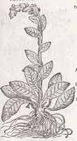 An illustration from Petri Andreae Matthioli senensis, medici, Compendium de plantis omnibus, vnà cum earum iconibus, de quibus scripsit suis in commentariis in Dioscoridem editis, in eorum studiosorum commodum, atque vsum; : qui plantis conquirendis, ac indagandis student : accessit praeterea ad calcem opusculum de itinere, quo è Verona in Baldum montem plantarum refertissimum itur; iisdem studiosis vtilissimum : Francisco Calceolario pharmacopaeo Veronensi auctore : quae quàm sint studiosae prosutura : ex epistolis in huiusce operis initio editis, facile patebit (1571)