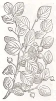 Picture 3 of 36 from Petri Andreae Matthioli senensis, medici, Compendium de plantis omnibus, vnà cum earum iconibus, de quibus scripsit suis in commentariis in Dioscoridem editis, in eorum studiosorum commodum, atque vsum; : qui plantis conquirendis, ac indagandis student : accessit praeterea ad calcem opusculum de itinere, quo è Verona in Baldum montem plantarum refertissimum itur; iisdem studiosis vtilissimum : Francisco Calceolario pharmacopaeo Veronensi auctore : quae quàm sint studiosae prosutura : ex epistolis in huiusce operis initio editis, facile patebit (1571), leaf 48