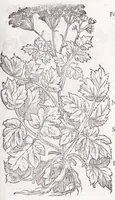 Picture 19 of 36 from Petri Andreae Matthioli senensis, medici, Compendium de plantis omnibus, vnà cum earum iconibus, de quibus scripsit suis in commentariis in Dioscoridem editis, in eorum studiosorum commodum, atque vsum; : qui plantis conquirendis, ac indagandis student : accessit praeterea ad calcem opusculum de itinere, quo è Verona in Baldum montem plantarum refertissimum itur; iisdem studiosis vtilissimum : Francisco Calceolario pharmacopaeo Veronensi auctore : quae quàm sint studiosae prosutura : ex epistolis in huiusce operis initio editis, facile patebit (1571), leaf 509