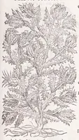 Picture 20 of 36 from Petri Andreae Matthioli senensis, medici, Compendium de plantis omnibus, vnà cum earum iconibus, de quibus scripsit suis in commentariis in Dioscoridem editis, in eorum studiosorum commodum, atque vsum; : qui plantis conquirendis, ac indagandis student : accessit praeterea ad calcem opusculum de itinere, quo è Verona in Baldum montem plantarum refertissimum itur; iisdem studiosis vtilissimum : Francisco Calceolario pharmacopaeo Veronensi auctore : quae quàm sint studiosae prosutura : ex epistolis in huiusce operis initio editis, facile patebit (1571), leaf 521