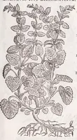 An illustration from Petri Andreae Matthioli senensis, medici, Compendium de plantis omnibus, vnà cum earum iconibus, de quibus scripsit suis in commentariis in Dioscoridem editis, in eorum studiosorum commodum, atque vsum; : qui plantis conquirendis, ac indagandis student : accessit praeterea ad calcem opusculum de itinere, quo è Verona in Baldum montem plantarum refertissimum itur; iisdem studiosis vtilissimum : Francisco Calceolario pharmacopaeo Veronensi auctore : quae quàm sint studiosae prosutura : ex epistolis in huiusce operis initio editis, facile patebit (1571)