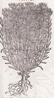 An illustration from Petri Andreae Matthioli senensis, medici, Compendium de plantis omnibus, vnà cum earum iconibus, de quibus scripsit suis in commentariis in Dioscoridem editis, in eorum studiosorum commodum, atque vsum; : qui plantis conquirendis, ac indagandis student : accessit praeterea ad calcem opusculum de itinere, quo è Verona in Baldum montem plantarum refertissimum itur; iisdem studiosis vtilissimum : Francisco Calceolario pharmacopaeo Veronensi auctore : quae quàm sint studiosae prosutura : ex epistolis in huiusce operis initio editis, facile patebit (1571)