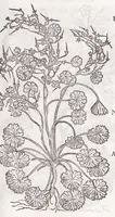 Picture 23 of 36 from Petri Andreae Matthioli senensis, medici, Compendium de plantis omnibus, vnà cum earum iconibus, de quibus scripsit suis in commentariis in Dioscoridem editis, in eorum studiosorum commodum, atque vsum; : qui plantis conquirendis, ac indagandis student : accessit praeterea ad calcem opusculum de itinere, quo è Verona in Baldum montem plantarum refertissimum itur; iisdem studiosis vtilissimum : Francisco Calceolario pharmacopaeo Veronensi auctore : quae quàm sint studiosae prosutura : ex epistolis in huiusce operis initio editis, facile patebit (1571), leaf 557