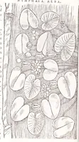 Picture 24 of 36 from Petri Andreae Matthioli senensis, medici, Compendium de plantis omnibus, vnà cum earum iconibus, de quibus scripsit suis in commentariis in Dioscoridem editis, in eorum studiosorum commodum, atque vsum; : qui plantis conquirendis, ac indagandis student : accessit praeterea ad calcem opusculum de itinere, quo è Verona in Baldum montem plantarum refertissimum itur; iisdem studiosis vtilissimum : Francisco Calceolario pharmacopaeo Veronensi auctore : quae quàm sint studiosae prosutura : ex epistolis in huiusce operis initio editis, facile patebit (1571), leaf 592