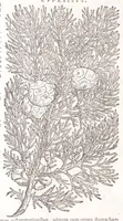 Picture 4 of 36 from Petri Andreae Matthioli senensis, medici, Compendium de plantis omnibus, vnà cum earum iconibus, de quibus scripsit suis in commentariis in Dioscoridem editis, in eorum studiosorum commodum, atque vsum; : qui plantis conquirendis, ac indagandis student : accessit praeterea ad calcem opusculum de itinere, quo è Verona in Baldum montem plantarum refertissimum itur; iisdem studiosis vtilissimum : Francisco Calceolario pharmacopaeo Veronensi auctore : quae quàm sint studiosae prosutura : ex epistolis in huiusce operis initio editis, facile patebit (1571), leaf 60