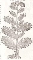 Picture 25 of 36 from Petri Andreae Matthioli senensis, medici, Compendium de plantis omnibus, vnà cum earum iconibus, de quibus scripsit suis in commentariis in Dioscoridem editis, in eorum studiosorum commodum, atque vsum; : qui plantis conquirendis, ac indagandis student : accessit praeterea ad calcem opusculum de itinere, quo è Verona in Baldum montem plantarum refertissimum itur; iisdem studiosis vtilissimum : Francisco Calceolario pharmacopaeo Veronensi auctore : quae quàm sint studiosae prosutura : ex epistolis in huiusce operis initio editis, facile patebit (1571), leaf 604