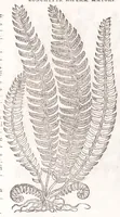 Picture 26 of 36 from Petri Andreae Matthioli senensis, medici, Compendium de plantis omnibus, vnà cum earum iconibus, de quibus scripsit suis in commentariis in Dioscoridem editis, in eorum studiosorum commodum, atque vsum; : qui plantis conquirendis, ac indagandis student : accessit praeterea ad calcem opusculum de itinere, quo è Verona in Baldum montem plantarum refertissimum itur; iisdem studiosis vtilissimum : Francisco Calceolario pharmacopaeo Veronensi auctore : quae quàm sint studiosae prosutura : ex epistolis in huiusce operis initio editis, facile patebit (1571), leaf 616