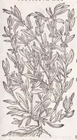 An illustration from Petri Andreae Matthioli senensis, medici, Compendium de plantis omnibus, vnà cum earum iconibus, de quibus scripsit suis in commentariis in Dioscoridem editis, in eorum studiosorum commodum, atque vsum; : qui plantis conquirendis, ac indagandis student : accessit praeterea ad calcem opusculum de itinere, quo è Verona in Baldum montem plantarum refertissimum itur; iisdem studiosis vtilissimum : Francisco Calceolario pharmacopaeo Veronensi auctore : quae quàm sint studiosae prosutura : ex epistolis in huiusce operis initio editis, facile patebit (1571)