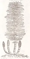 An illustration from Petri Andreae Matthioli senensis, medici, Compendium de plantis omnibus, vnà cum earum iconibus, de quibus scripsit suis in commentariis in Dioscoridem editis, in eorum studiosorum commodum, atque vsum; : qui plantis conquirendis, ac indagandis student : accessit praeterea ad calcem opusculum de itinere, quo è Verona in Baldum montem plantarum refertissimum itur; iisdem studiosis vtilissimum : Francisco Calceolario pharmacopaeo Veronensi auctore : quae quàm sint studiosae prosutura : ex epistolis in huiusce operis initio editis, facile patebit (1571)
