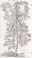 Picture 31 of 36 from Petri Andreae Matthioli senensis, medici, Compendium de plantis omnibus, vnà cum earum iconibus, de quibus scripsit suis in commentariis in Dioscoridem editis, in eorum studiosorum commodum, atque vsum; : qui plantis conquirendis, ac indagandis student : accessit praeterea ad calcem opusculum de itinere, quo è Verona in Baldum montem plantarum refertissimum itur; iisdem studiosis vtilissimum : Francisco Calceolario pharmacopaeo Veronensi auctore : quae quàm sint studiosae prosutura : ex epistolis in huiusce operis initio editis, facile patebit (1571), leaf 769