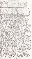 Picture 32 of 36 from Petri Andreae Matthioli senensis, medici, Compendium de plantis omnibus, vnà cum earum iconibus, de quibus scripsit suis in commentariis in Dioscoridem editis, in eorum studiosorum commodum, atque vsum; : qui plantis conquirendis, ac indagandis student : accessit praeterea ad calcem opusculum de itinere, quo è Verona in Baldum montem plantarum refertissimum itur; iisdem studiosis vtilissimum : Francisco Calceolario pharmacopaeo Veronensi auctore : quae quàm sint studiosae prosutura : ex epistolis in huiusce operis initio editis, facile patebit (1571), leaf 793