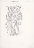 An illustration from Petri Andreae Matthioli senensis, medici, Compendium de plantis omnibus, vnà cum earum iconibus, de quibus scripsit suis in commentariis in Dioscoridem editis, in eorum studiosorum commodum, atque vsum; : qui plantis conquirendis, ac indagandis student : accessit praeterea ad calcem opusculum de itinere, quo è Verona in Baldum montem plantarum refertissimum itur; iisdem studiosis vtilissimum : Francisco Calceolario pharmacopaeo Veronensi auctore : quae quàm sint studiosae prosutura : ex epistolis in huiusce operis initio editis, facile patebit (1571)