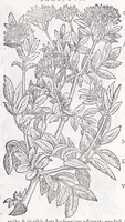 Picture 34 of 36 from Petri Andreae Matthioli senensis, medici, Compendium de plantis omnibus, vnà cum earum iconibus, de quibus scripsit suis in commentariis in Dioscoridem editis, in eorum studiosorum commodum, atque vsum; : qui plantis conquirendis, ac indagandis student : accessit praeterea ad calcem opusculum de itinere, quo è Verona in Baldum montem plantarum refertissimum itur; iisdem studiosis vtilissimum : Francisco Calceolario pharmacopaeo Veronensi auctore : quae quàm sint studiosae prosutura : ex epistolis in huiusce operis initio editis, facile patebit (1571), leaf 911
