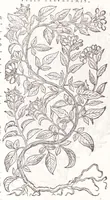 An illustration from Petri Andreae Matthioli senensis, medici, Compendium de plantis omnibus, vnà cum earum iconibus, de quibus scripsit suis in commentariis in Dioscoridem editis, in eorum studiosorum commodum, atque vsum; : qui plantis conquirendis, ac indagandis student : accessit praeterea ad calcem opusculum de itinere, quo è Verona in Baldum montem plantarum refertissimum itur; iisdem studiosis vtilissimum : Francisco Calceolario pharmacopaeo Veronensi auctore : quae quàm sint studiosae prosutura : ex epistolis in huiusce operis initio editis, facile patebit (1571)