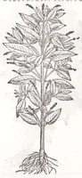 Picture 36 of 36 from Petri Andreae Matthioli senensis, medici, Compendium de plantis omnibus, vnà cum earum iconibus, de quibus scripsit suis in commentariis in Dioscoridem editis, in eorum studiosorum commodum, atque vsum; : qui plantis conquirendis, ac indagandis student : accessit praeterea ad calcem opusculum de itinere, quo è Verona in Baldum montem plantarum refertissimum itur; iisdem studiosis vtilissimum : Francisco Calceolario pharmacopaeo Veronensi auctore : quae quàm sint studiosae prosutura : ex epistolis in huiusce operis initio editis, facile patebit (1571), leaf 934