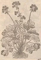 An illustration from Petri Andreæ Matthioli Senensis, medici caesari, et serenissimi principiis Ferdinandi archidvcis Avstriae &c. Commentarij in VI. libros Pedacij Dioscoridis Anazarbei de medica materia, ab ipso avtore recogniti, et locis plvs mille avcti. Adjectis magnis, ac nouis plantarum, ac animalium iconibus ... Accesserunt ad margines Græci contextus ... qui Dioscoridis ipsius deprauatam lectionem restituunt. Cum locupletissimis indicibus . (1583)