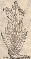 An illustration from Petri Andreæ Matthioli Senensis, medici caesari, et serenissimi principiis Ferdinandi archidvcis Avstriae &c. Commentarij in VI. libros Pedacij Dioscoridis Anazarbei de medica materia, ab ipso avtore recogniti, et locis plvs mille avcti. Adjectis magnis, ac nouis plantarum, ac animalium iconibus ... Accesserunt ad margines Græci contextus ... qui Dioscoridis ipsius deprauatam lectionem restituunt. Cum locupletissimis indicibus . (1583)