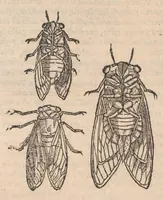 Picture 3 of 7 from Petri Andreæ Matthioli Senensis, medici caesari, et serenissimi principiis Ferdinandi archidvcis Avstriae &c. Commentarij in VI. libros Pedacij Dioscoridis Anazarbei de medica materia, ab ipso avtore recogniti, et locis plvs mille avcti. Adjectis magnis, ac nouis plantarum, ac animalium iconibus ... Accesserunt ad margines Græci contextus ... qui Dioscoridis ipsius deprauatam lectionem restituunt. Cum locupletissimis indicibus . (1583), leaf 460