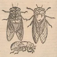An illustration from Petri Andreæ Matthioli Senensis, medici caesari, et serenissimi principiis Ferdinandi archidvcis Avstriae &c. Commentarij in VI. libros Pedacij Dioscoridis Anazarbei de medica materia, ab ipso avtore recogniti, et locis plvs mille avcti. Adjectis magnis, ac nouis plantarum, ac animalium iconibus ... Accesserunt ad margines Græci contextus ... qui Dioscoridis ipsius deprauatam lectionem restituunt. Cum locupletissimis indicibus . (1583)