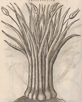 An illustration from Petri Andreæ Matthioli Senensis, medici caesari, et serenissimi principiis Ferdinandi archidvcis Avstriae &c. Commentarij in VI. libros Pedacij Dioscoridis Anazarbei de medica materia, ab ipso avtore recogniti, et locis plvs mille avcti. Adjectis magnis, ac nouis plantarum, ac animalium iconibus ... Accesserunt ad margines Græci contextus ... qui Dioscoridis ipsius deprauatam lectionem restituunt. Cum locupletissimis indicibus . (1583)