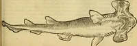 An illustration from Petri Bellonii Cenomani De aquatilibus, libri duo cum [epsilon, iota] conibus ad viuam ipsorum effigiem, quoad eius fieri potuit, expressis .. (1553)