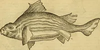 An illustration from Petri Bellonii Cenomani De aquatilibus, libri duo cum [epsilon, iota] conibus ad viuam ipsorum effigiem, quoad eius fieri potuit, expressis .. (1553)