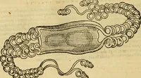 An illustration from Petri Bellonii Cenomani De aquatilibus, libri duo cum [epsilon, iota] conibus ad viuam ipsorum effigiem, quoad eius fieri potuit, expressis .. (1553)