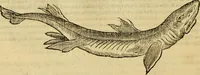 Picture 35 of 182 from Petri Bellonii Cenomani De aquatilibus, libri duo cum [epsilon, iota] conibus ad viuam ipsorum effigiem, quoad eius fieri potuit, expressis .. (1553), leaf 109