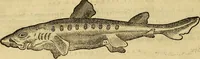 An illustration from Petri Bellonii Cenomani De aquatilibus, libri duo cum [epsilon, iota] conibus ad viuam ipsorum effigiem, quoad eius fieri potuit, expressis .. (1553)