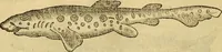 An illustration from Petri Bellonii Cenomani De aquatilibus, libri duo cum [epsilon, iota] conibus ad viuam ipsorum effigiem, quoad eius fieri potuit, expressis .. (1553)
