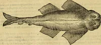 An illustration from Petri Bellonii Cenomani De aquatilibus, libri duo cum [epsilon, iota] conibus ad viuam ipsorum effigiem, quoad eius fieri potuit, expressis .. (1553)