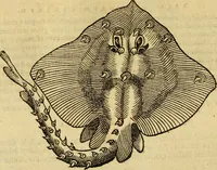 Picture 40 of 182 from Petri Bellonii Cenomani De aquatilibus, libri duo cum [epsilon, iota] conibus ad viuam ipsorum effigiem, quoad eius fieri potuit, expressis .. (1553), leaf 119