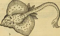 Picture 42 of 182 from Petri Bellonii Cenomani De aquatilibus, libri duo cum [epsilon, iota] conibus ad viuam ipsorum effigiem, quoad eius fieri potuit, expressis .. (1553), leaf 123