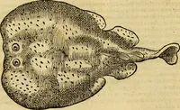 An illustration from Petri Bellonii Cenomani De aquatilibus, libri duo cum [epsilon, iota] conibus ad viuam ipsorum effigiem, quoad eius fieri potuit, expressis .. (1553)