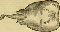 An illustration from Petri Bellonii Cenomani De aquatilibus, libri duo cum [epsilon, iota] conibus ad viuam ipsorum effigiem, quoad eius fieri potuit, expressis .. (1553)